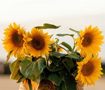 Why Sunflower Seed Oil Belongs in Eyeshadow Formulas