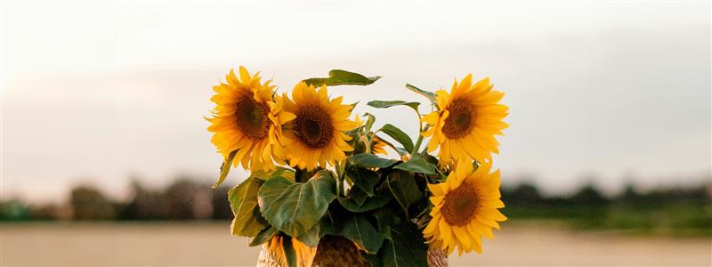 Why Sunflower Seed Oil Belongs in Eyeshadow Formulas